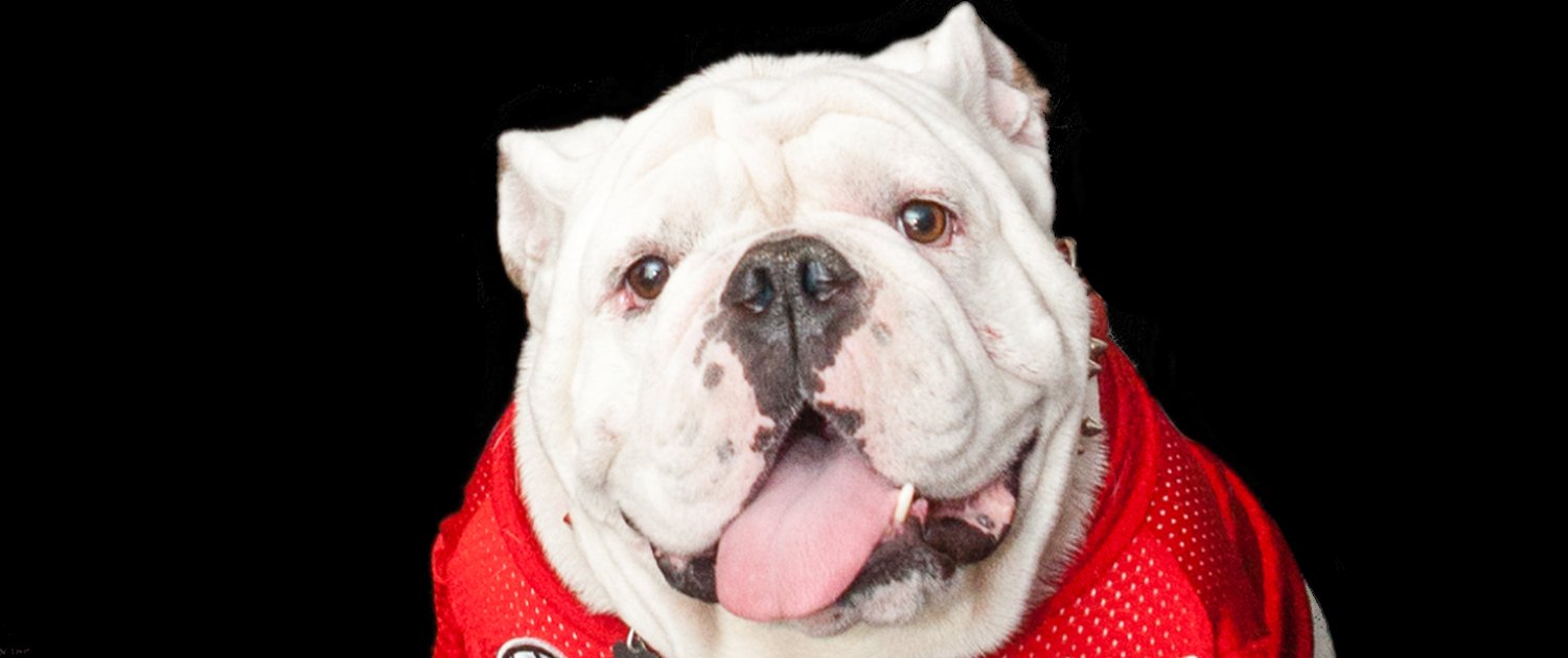 Uga X stays at the Uga Suite in our Athens, GA hotel