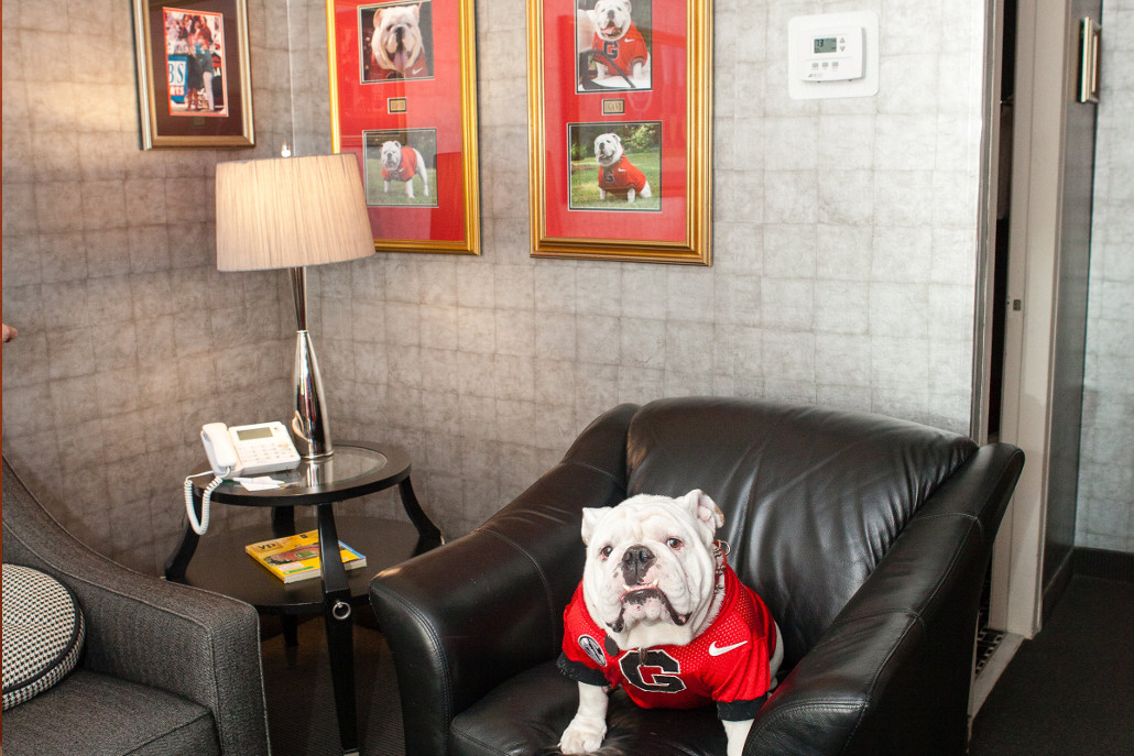 Uga X on Gameday at the Uga Suite in Athens, GA near Sanford Stadium