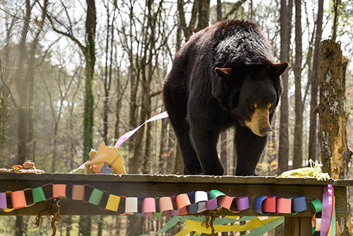 Family friendly activities in Athens, GA