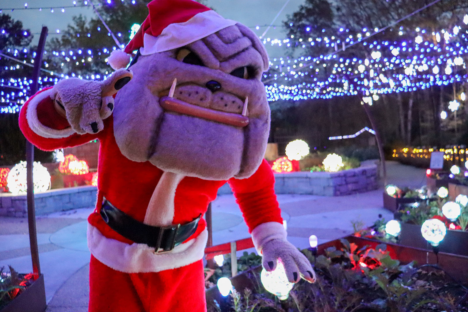 Hairy Dawg dressed in a Santa outfit touching a glass ball and pointing at the camera at the UGA Botanical Gardens.